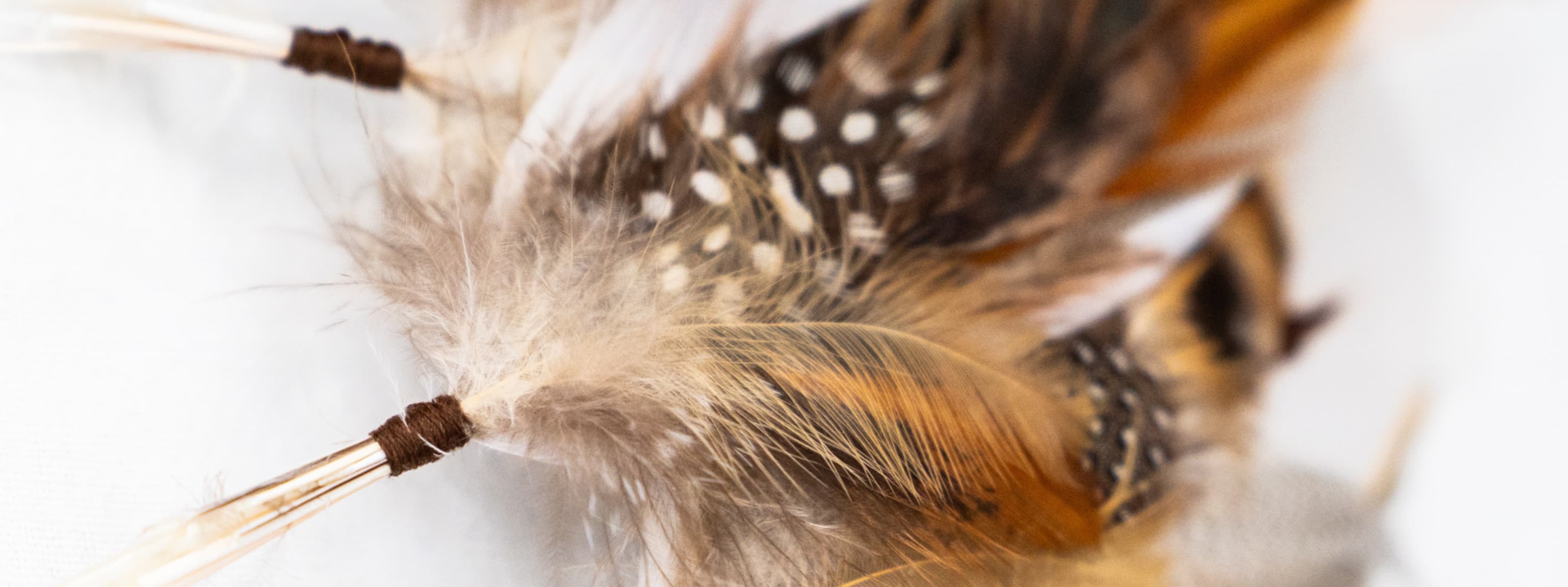 Close-up of feathers with a blurred background