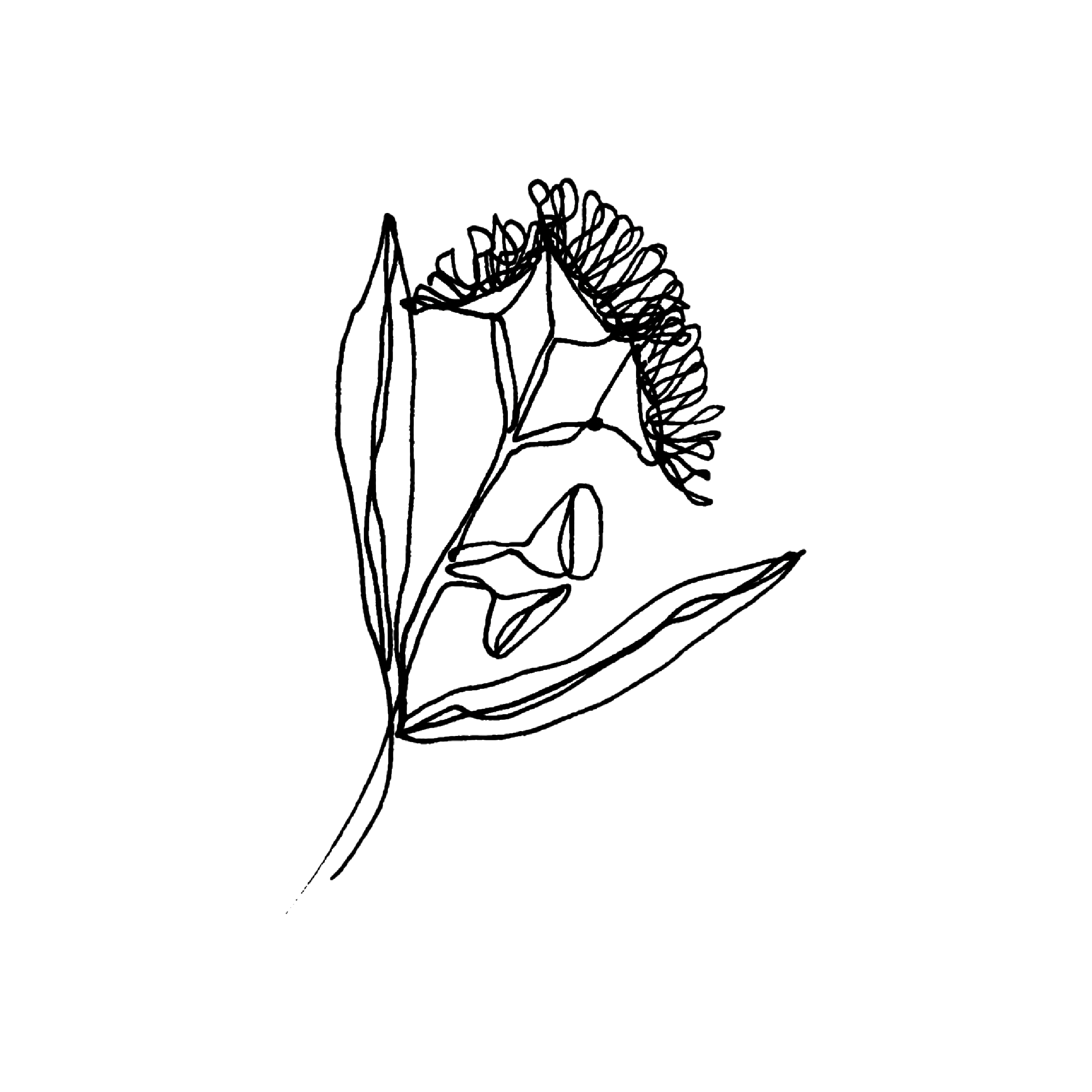Testimonial image, continuous line drawing of a gumnut blossom - by PHYLLi Designs