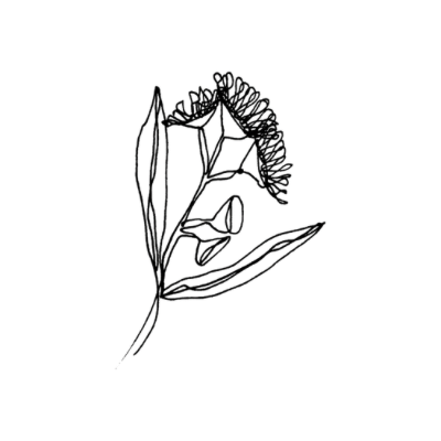 Testimonial image, continuous line drawing of a gumnut blossom - by PHYLLi Designs