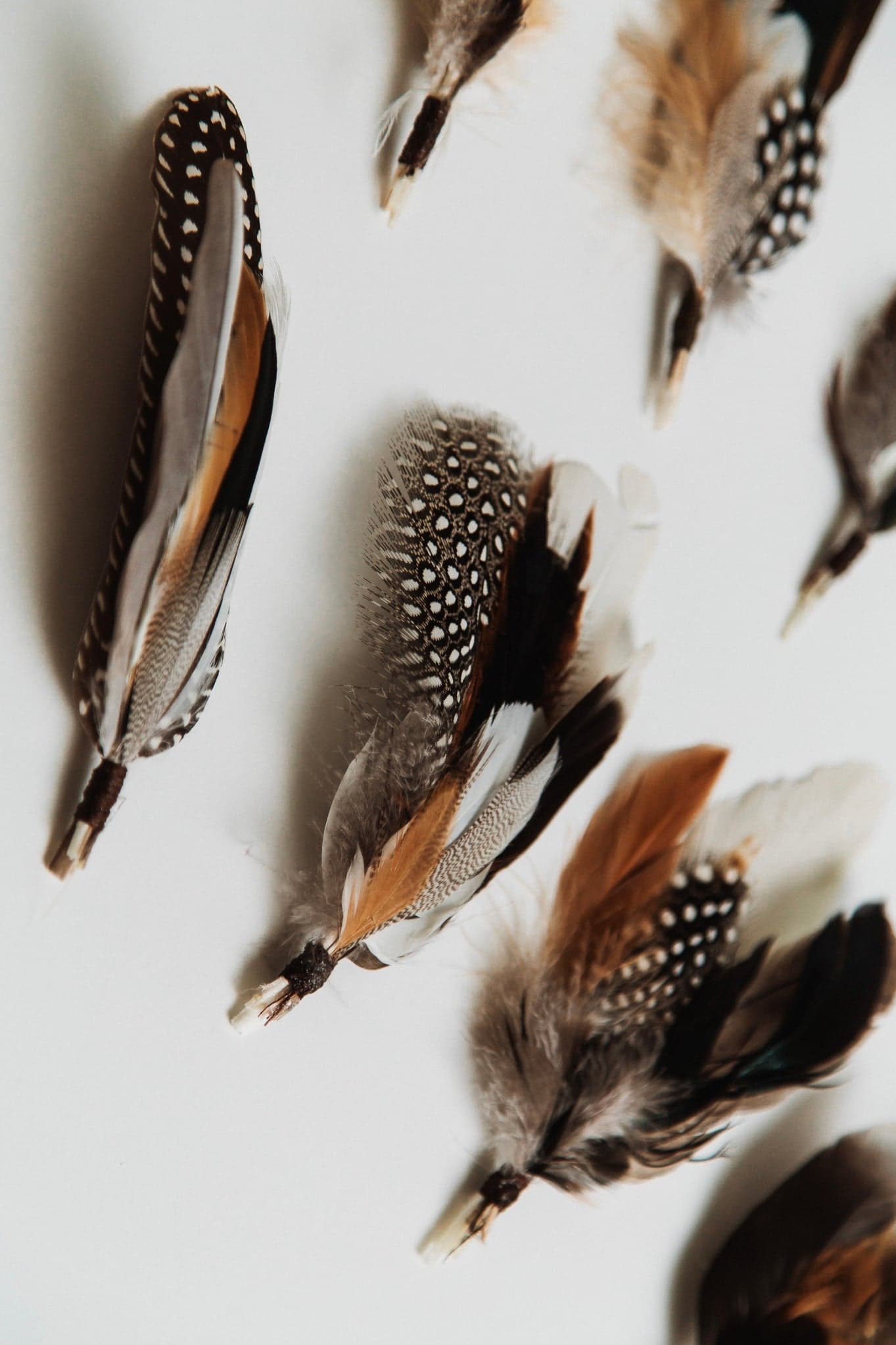 Close up detail of fallen feather bunch showing layered pheasant and guinea fowl feathers with soft down base bound with dark thread.