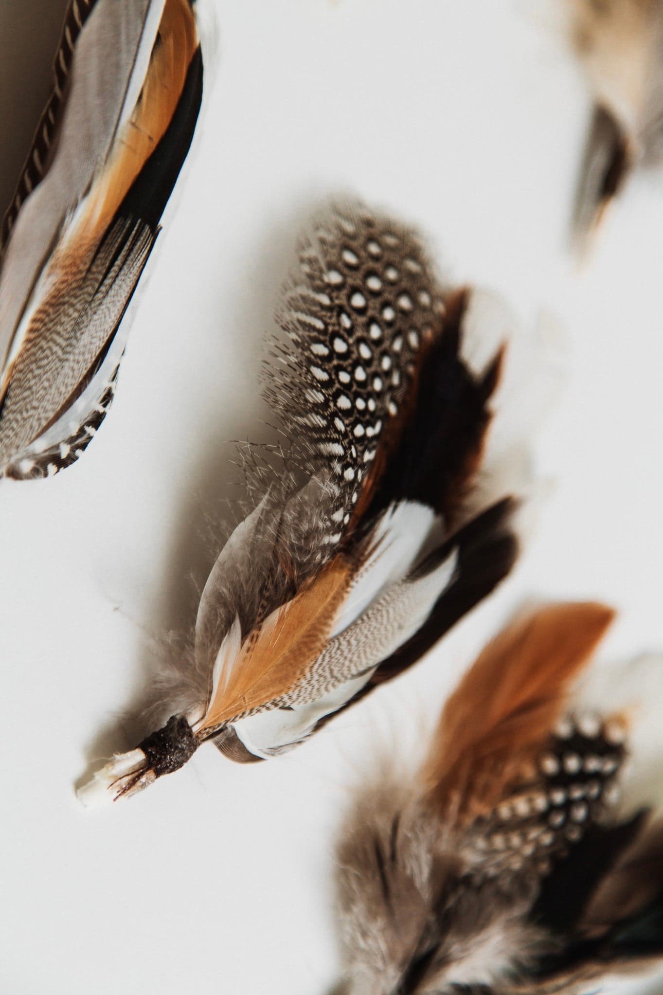 Close up detail of fallen feather bunches arranged on a white surface showing layered pheasant, guinea fowl and soft down feathers.