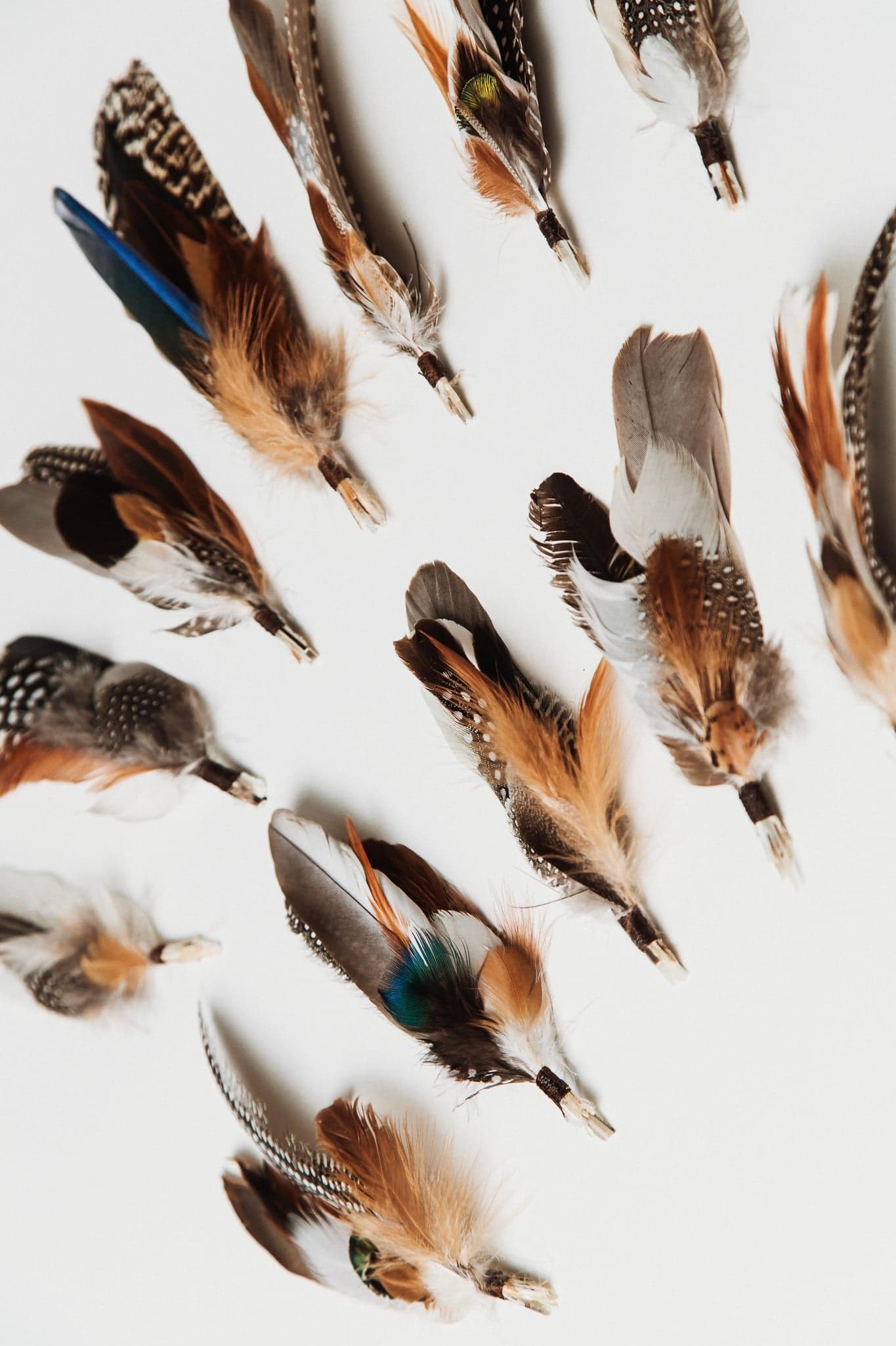 Close up detail of fallen feather bunches arranged on a white surface showing pheasant, guinea fowl and iridescent green feathers.